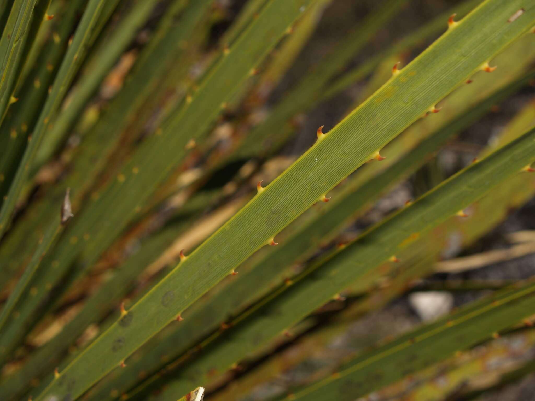 Dasylirion miquihuanense